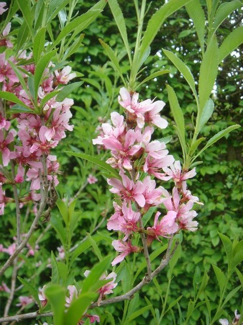 Prunus tenella P28